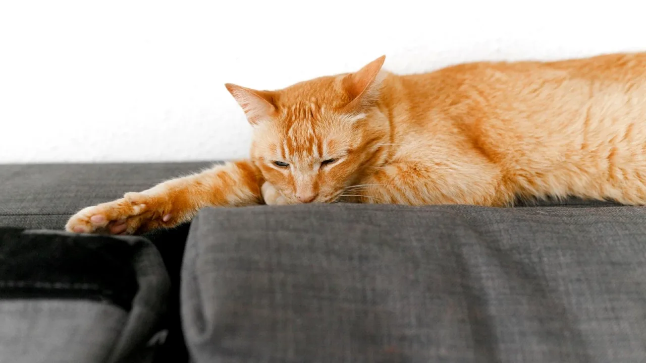 Kanepede uyuklayan sarı kedi